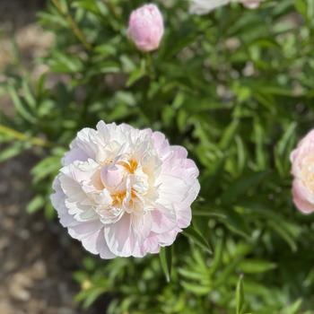 Paeonia lactiflora 'Therese' 