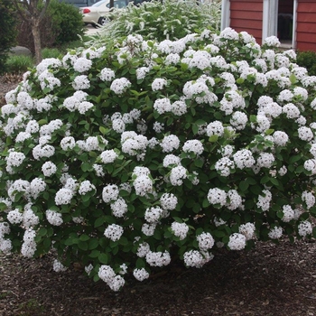 Viburnum carlesii 'Compactum' 