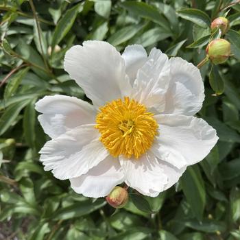 Paeonia lactiflora 'The Bride' 