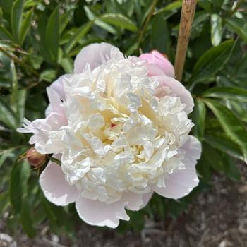 Paeonia lactiflora 'Grandiflora Nivea Plena' 