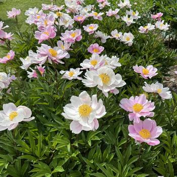 Paeonia lactiflora 'Duchess of Portland' 