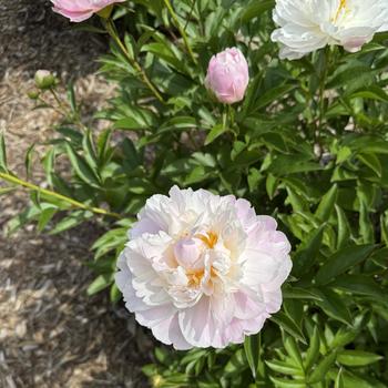 Paeonia lactiflora 'Therese' (301523)