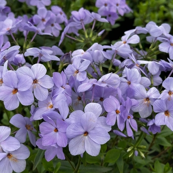 Phlox stolonifera 'Blue Ridge' 