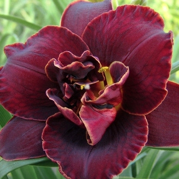 Hemerocallis 'Night Embers' 