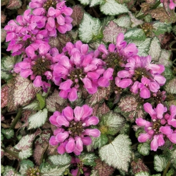 Lamium maculatum 'Dark Purple' PP12080P2