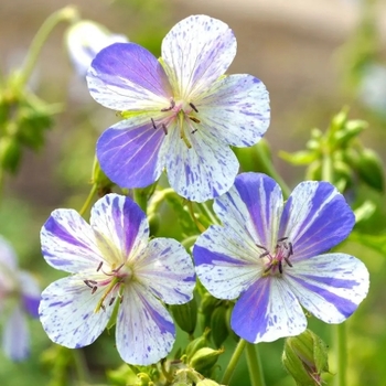Geranium pratense 'Delft Blue' 