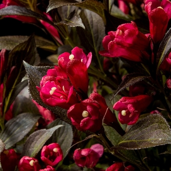 Weigela 'Electric Love®' PP31433