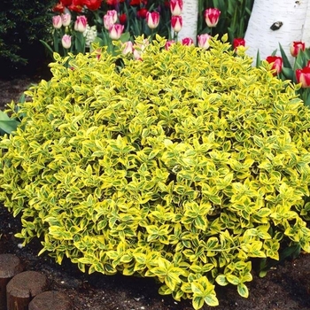 Euonymus fortunei 'Canadale Gold' 