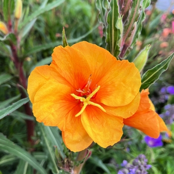 Oenothera versicolor 'Sunset Boulevard' 