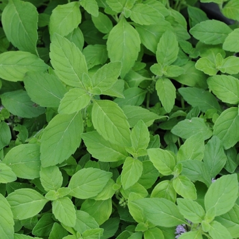 Mentha arvensis 'Banana' 