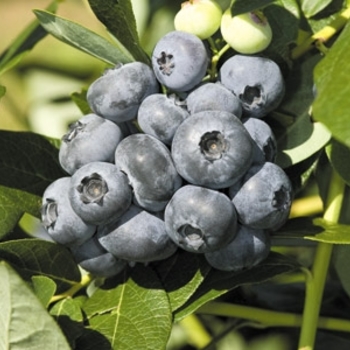 Vaccinium corymbosum 'Patriot' 