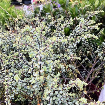 Hebe pimeleoides 'Quicksilver' 