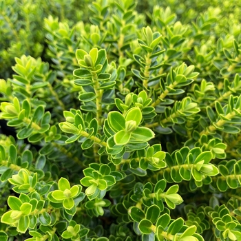 Hebe vernicosa