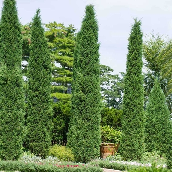 Juniperus virginiana 'Taylor' 