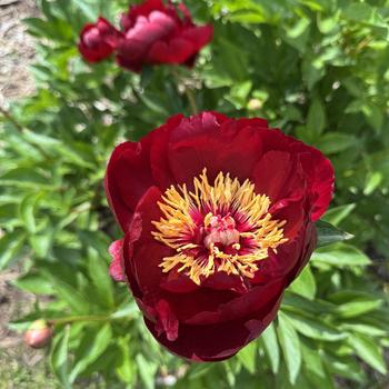 Paeonia lactiflora 'Illini Belle' 