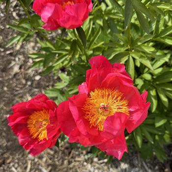 Paeonia lactiflora 'Flame' 