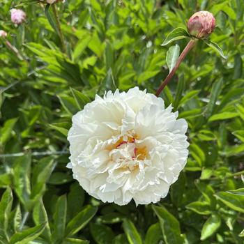 Paeonia lactiflora 'Giselle' 