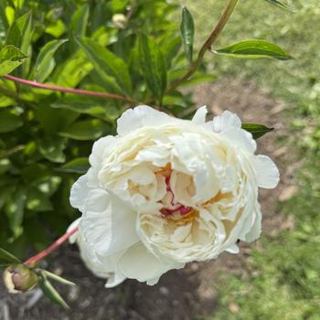 Paeonia lactiflora 'Monsieur Dupont' 