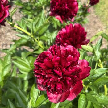 Paeonia 'Commando' 