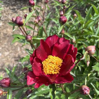 Paeonia 'Some Ganoko' 