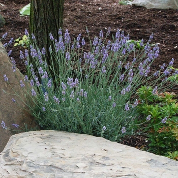 Lavandula x intermedia