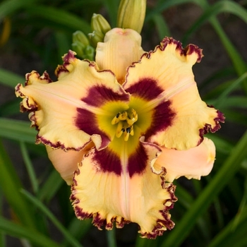 Hemerocallis 'King of the Ages' USPP25815P2