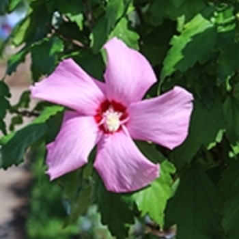 Hibiscus syriacus 'd'Amboise' Mineru