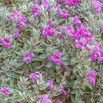 Leucophyllum frutescens
