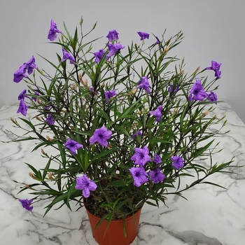 Ruellia brittoniana 'Purple Showers' 
