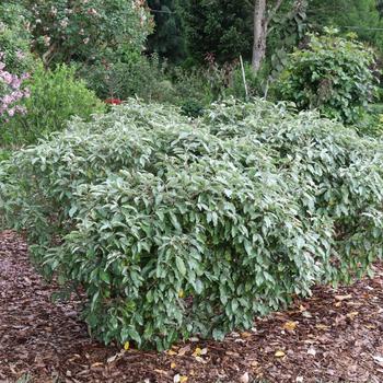 Elaeagnus x ebbingei 'NCEX1' PPAF