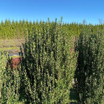 Ilex crenata 'FARROWICUPRT' PPAF