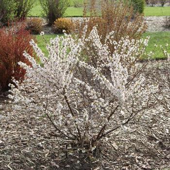 Prunus 'Easy as Pie®' 
