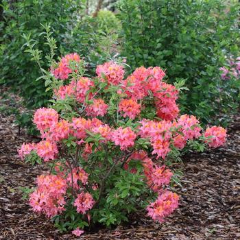 Rhododendron 'NCB195' PPAF