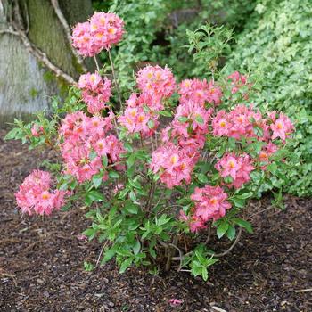 Rhododendron 'NCB193' PPAF