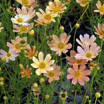 Coreopsis 'Creme Caramel™' PP22565