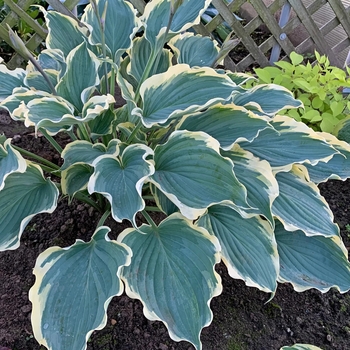 Hosta 'Hope Springs Eternal' PPAF, Can PBRAF