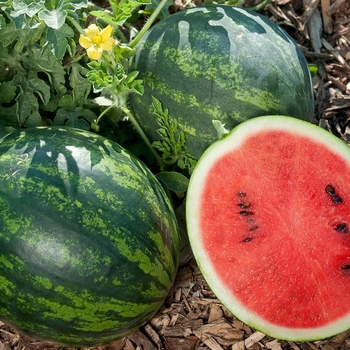 Citrullus lanatus 'Sugar Baby' 