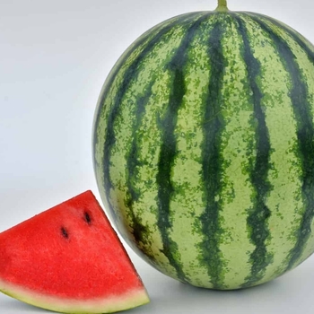 Citrullus lanatus 'Crimson Sweet' 