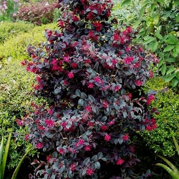 Loropetalum chinense 'Carolina Midnight' 