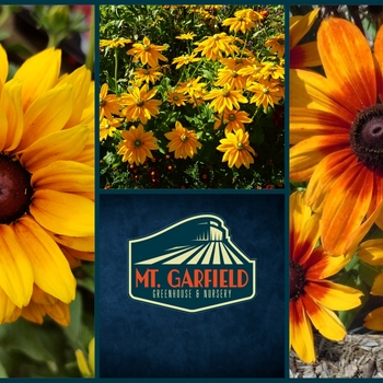 Rudbeckia 