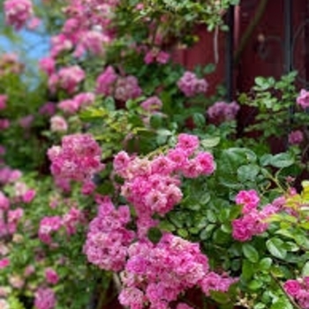 Rosa 'Peggy Martin' 