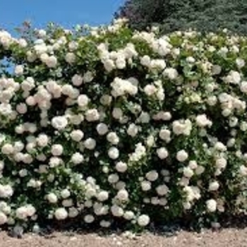 Rosa 'Meiviowit' PP16739