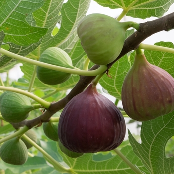 Ficus carica 'White Marseilles' 