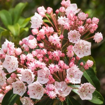 Kalmia latifolia 'Nipmuck' 