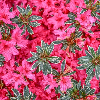 Rhododendron Girard Hybrid 'Silver Sword' 