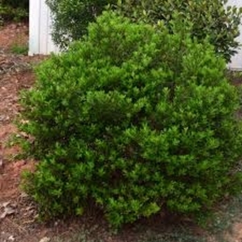 Ilex glabra 'Forever Emerald™' PP15208