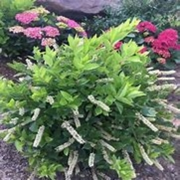 Itea virginica 'Merlot' 