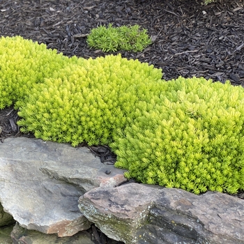 Sedum rubrotictum 'Pork and Beans' 