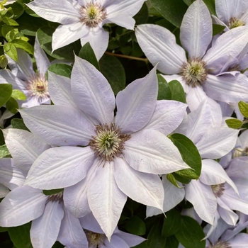 Clematis 'Evipo061' 