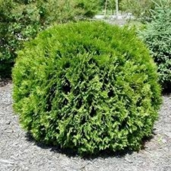 Thuja occidentalis 'Little Giant' 